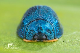 Florida tortoise beetle, Hemisphaerota cyanea